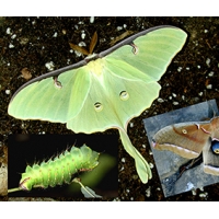 DUO American Moon Moth luna with American Oak Silkmoth polyphemus 10 eggs of each